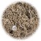 Premium Natural Spanish Moss | Natural Preserved - Great Ground Cover - Filler for Potted Plants